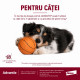 Advantix – Pipetă Repelentă pentru Câini 1,5–4 kg (Deparazitare Externă, Elanco)